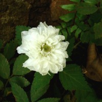 Rubus rosifolius Sm.